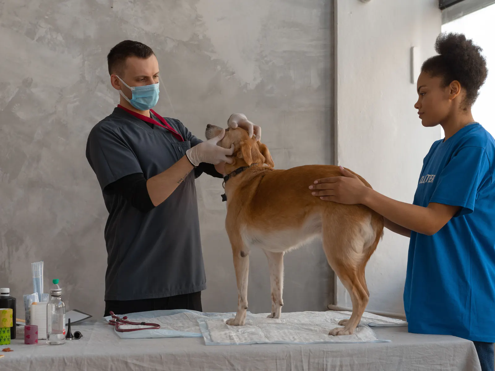 A vet checks a dog’s ear on an exam table while an assistant holds the dog steady.